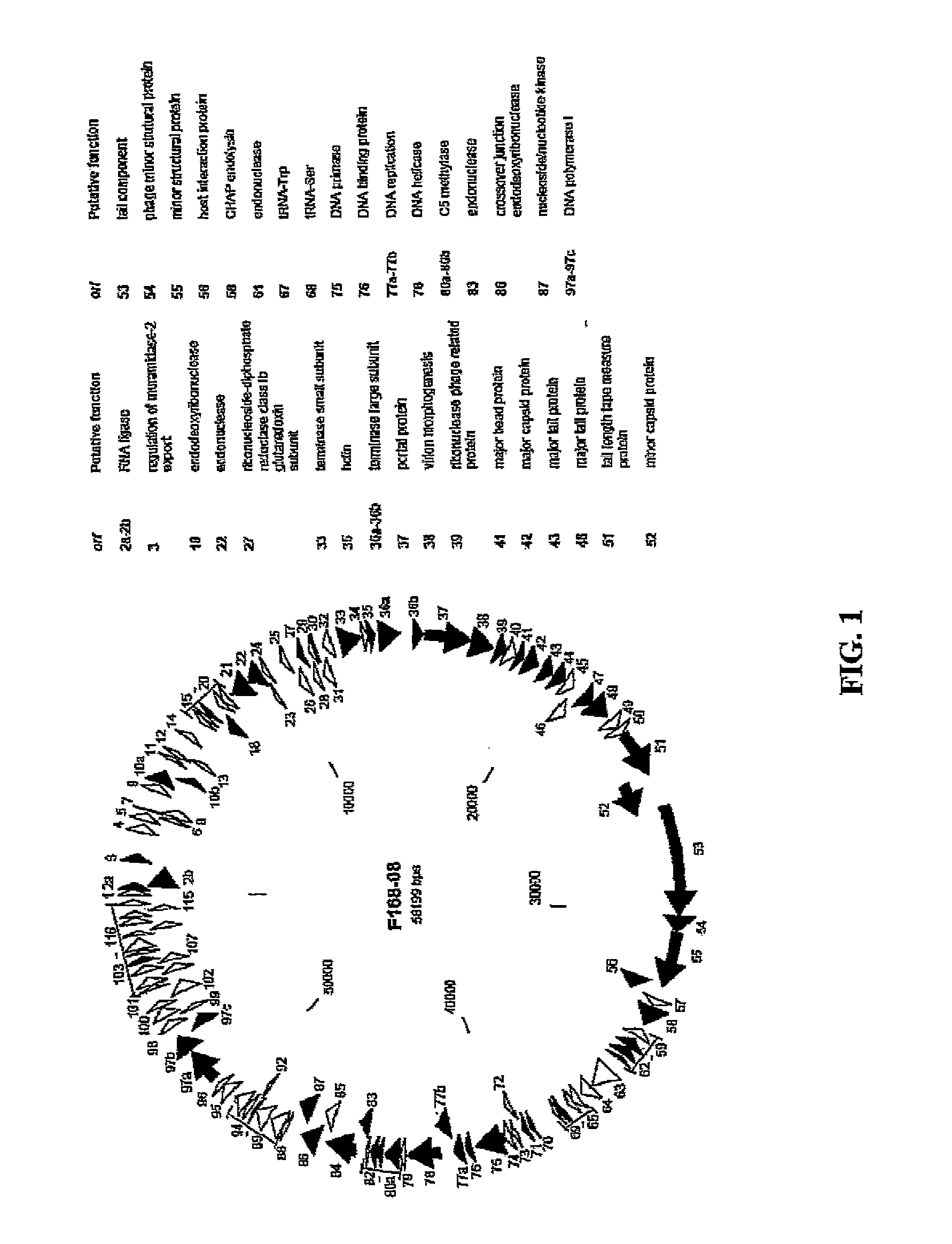 Antibacterial phage, phage peptides and methods of use thereof