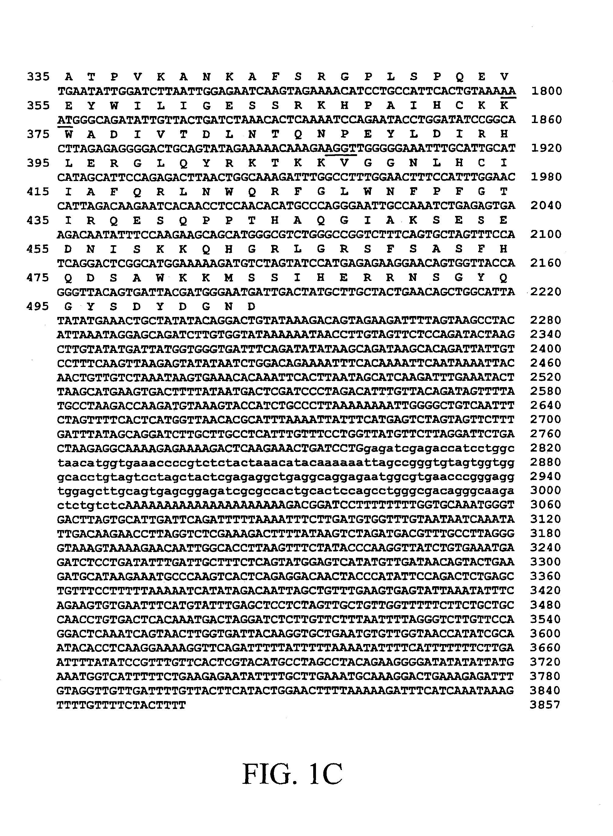 BIVM (basic, immunoglobulin-like variable motif-containing) gene, transcriptional products, and uses thereof