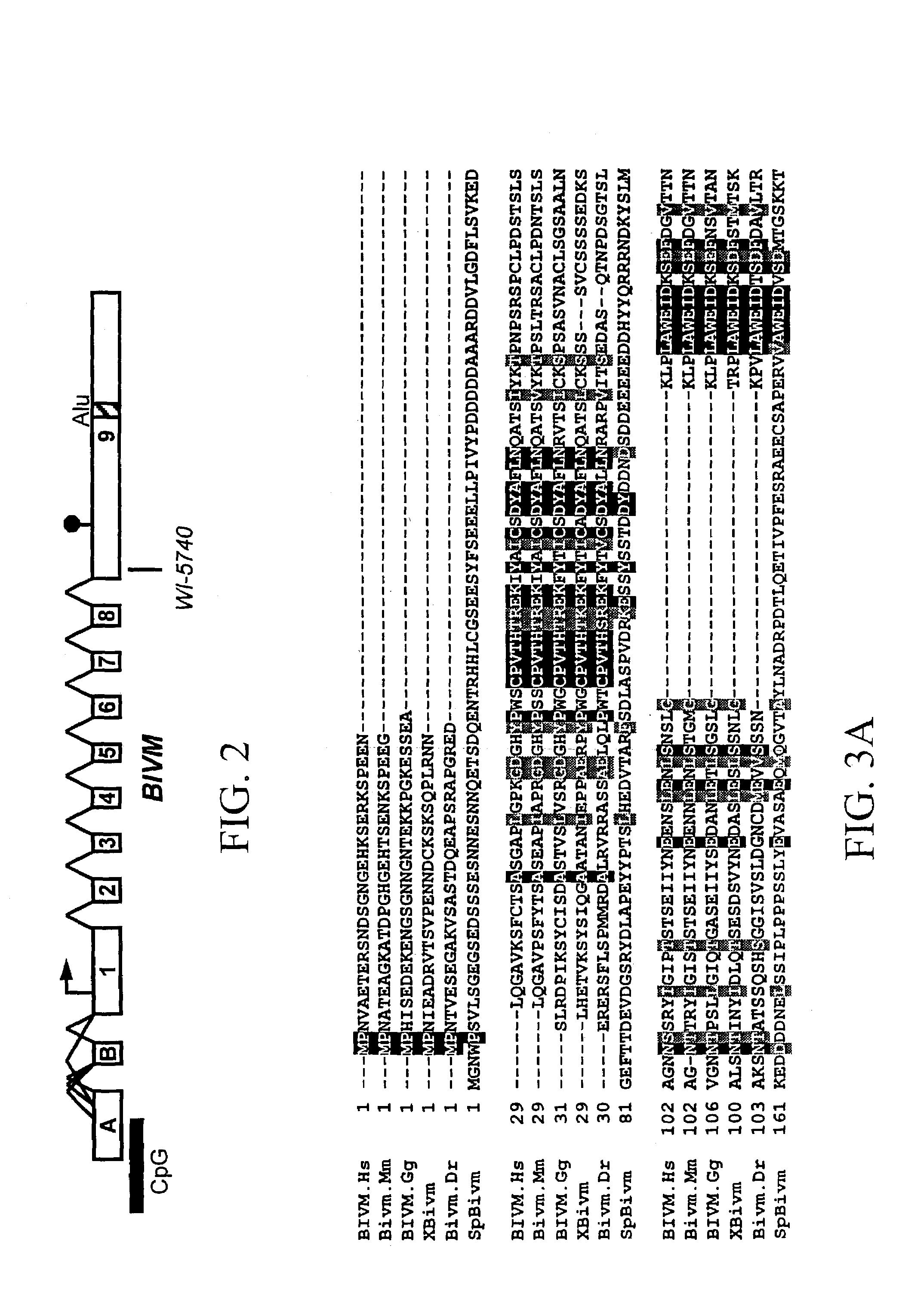 BIVM (basic, immunoglobulin-like variable motif-containing) gene, transcriptional products, and uses thereof