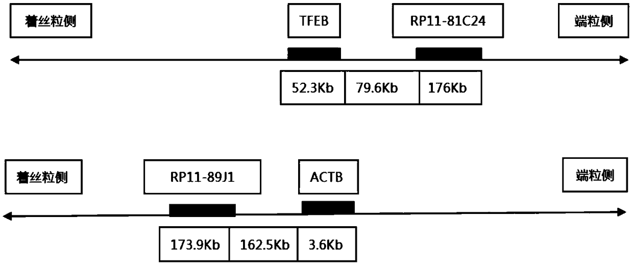 Probe assembly for diagnosing ACTB-TFEB translocation renal carcinoma and application thereof