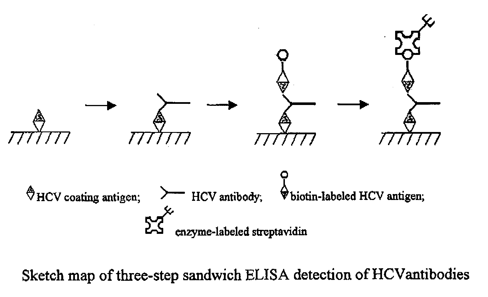 Kit and Method for the Detection of Anti-Hepatitis C Virus (Hcv) Antibodies
