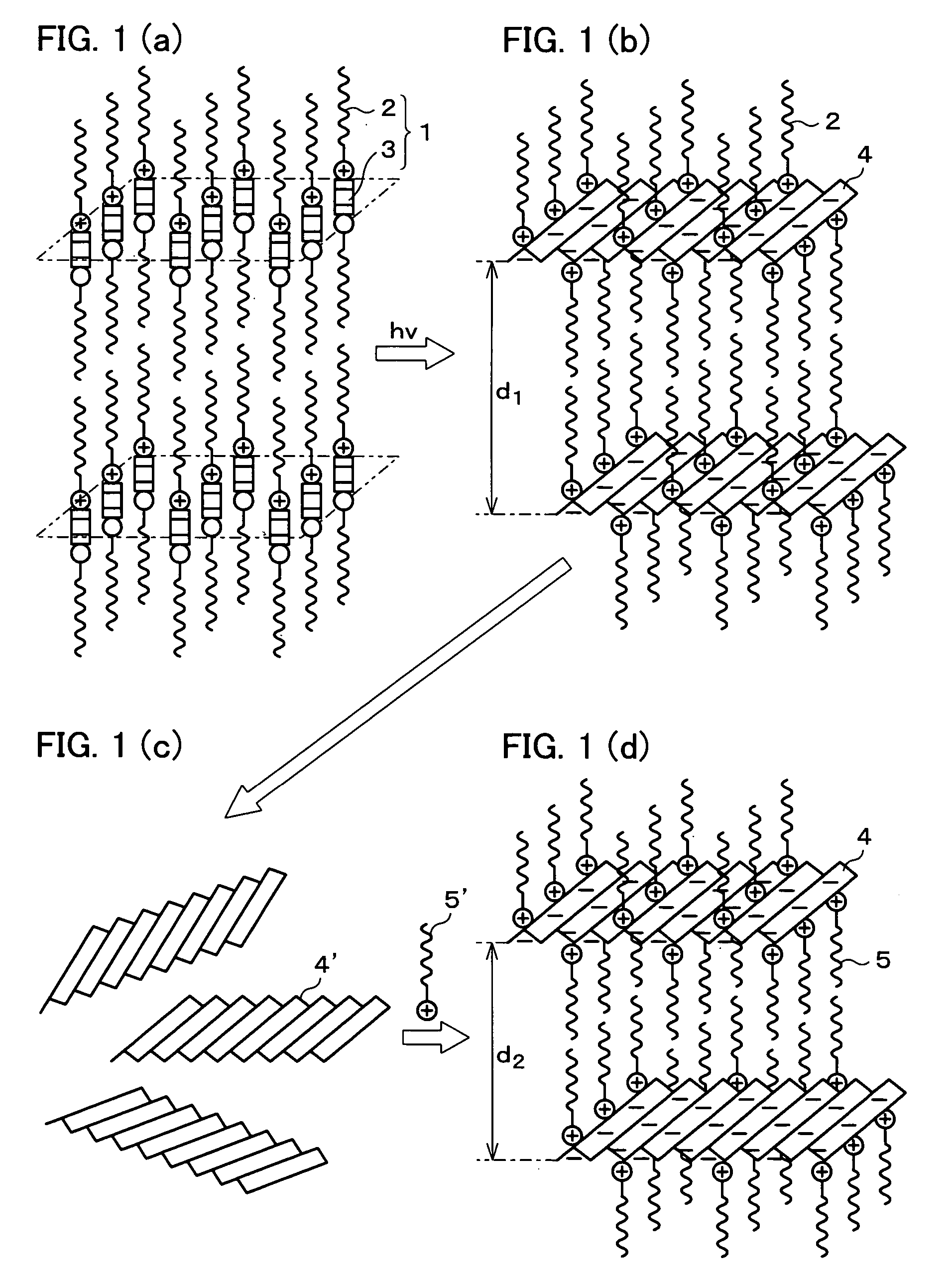 Photoresponsive polymer, built-up type diacetylene polymer, crystals of ammonium carboxylates, and processes for production of them