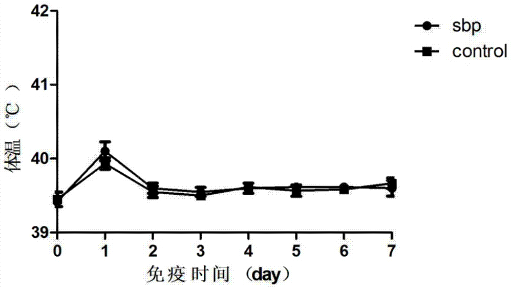 Erysipelothrix rhusiopathiae antigen protein sbp and application