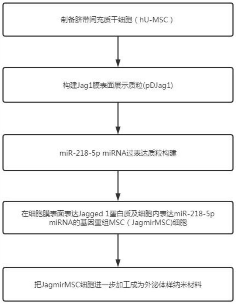 Gene recombinant MSCs (mesenchymal stem cells) with function of promoting hair regeneration and preparation method and application of exosome-like nano material of gene recombinant MSCs