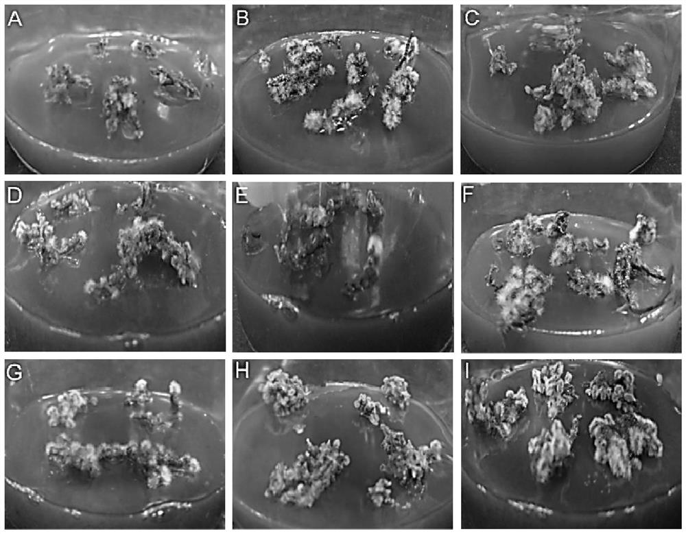 Culture medium for cymbidium goeringii rhizome tissue culture and tissue culture method