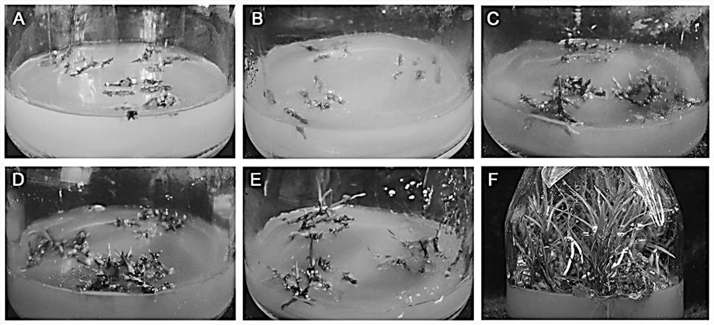 Culture medium for cymbidium goeringii rhizome tissue culture and tissue culture method