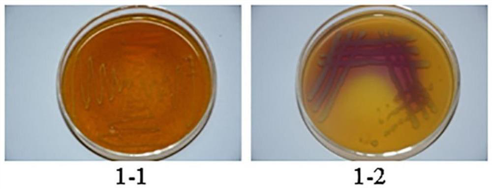 Lactobacillus plantarum and application thereof