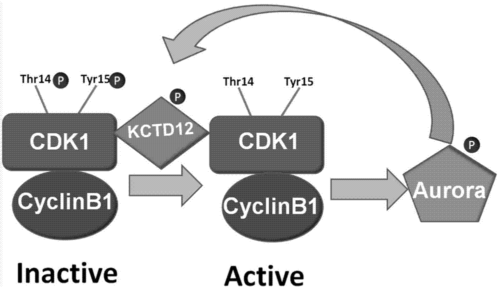 Novel application of KCTD12 protein in cell cycle control