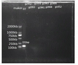 Specific nucleotide for aeromonas hydrophila O7, O8, O9 and O10 and application thereof