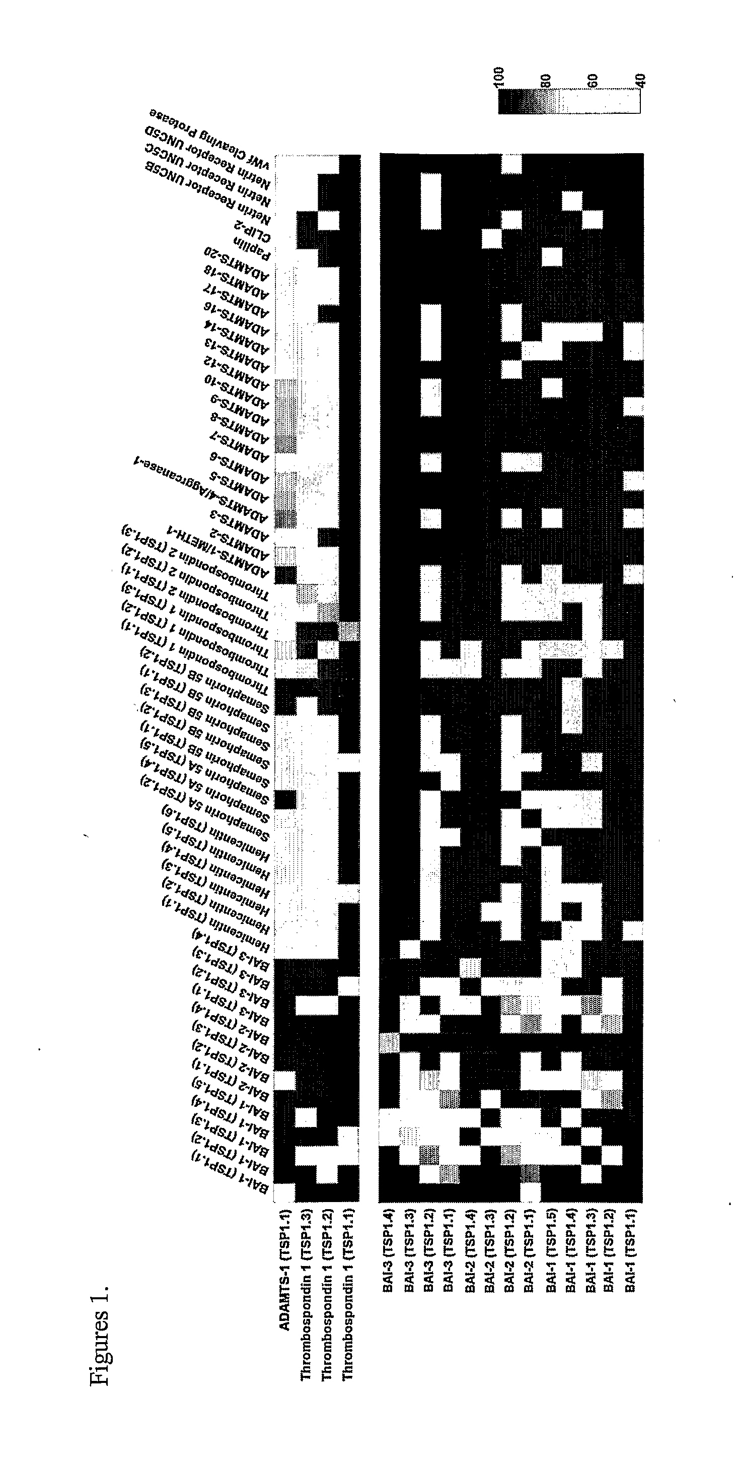Compositions having antiangiogenic activity and uses thereof