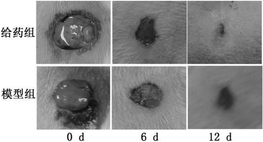 Natural Qiang medicine spray and preparation method thereof