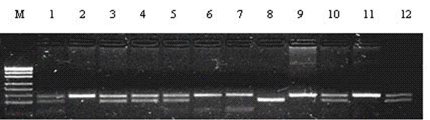 Kit and method for detecting A746G mutation of sheep BMPR-IB gene by using Taqman-MGB probe