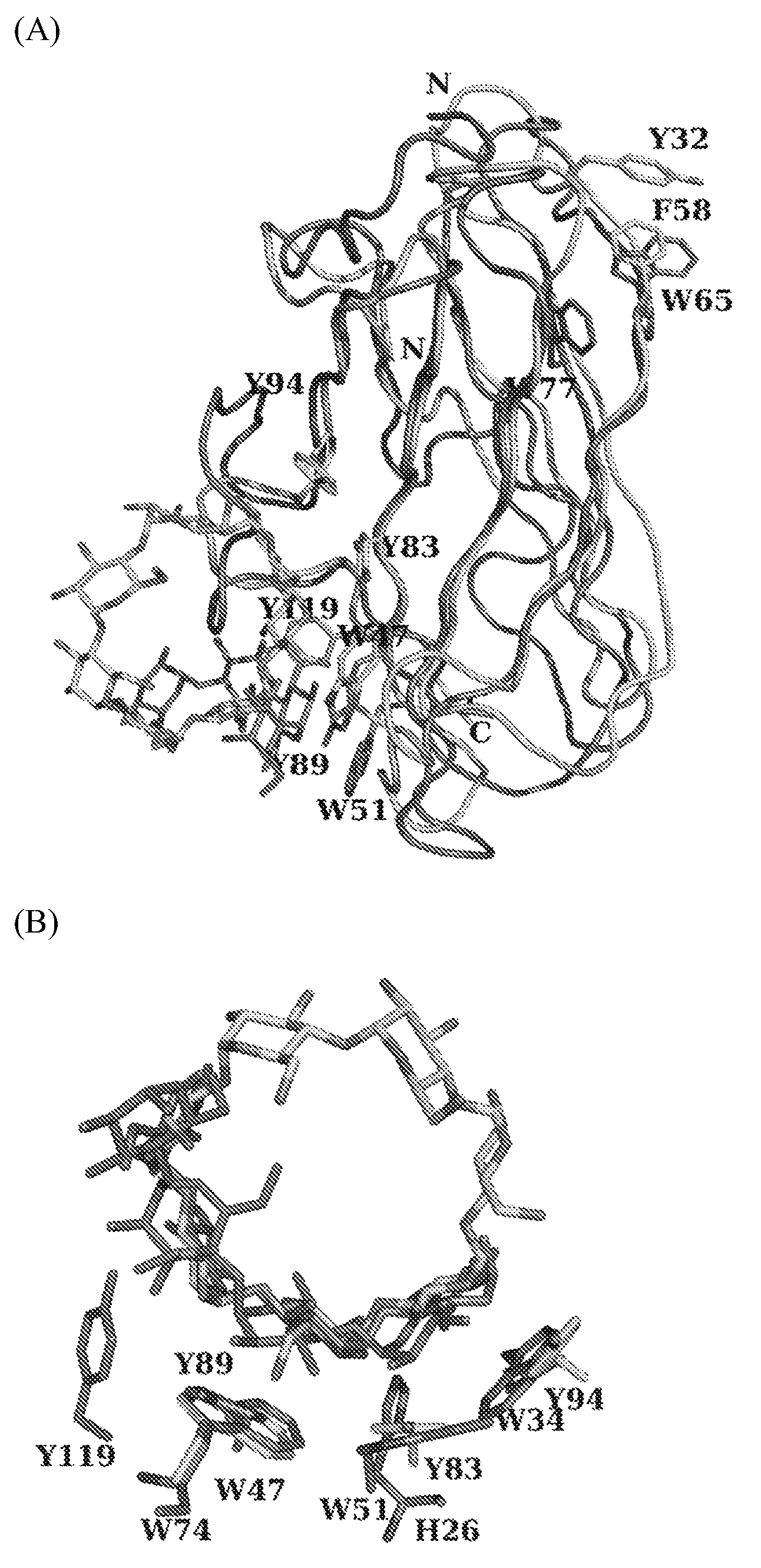 Polysaccharide-protein binding model and nano-fibril formation of a starch binding domain