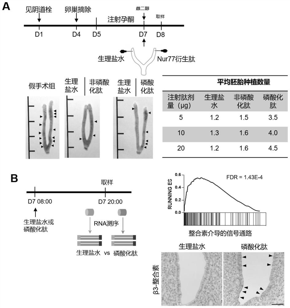 Nur77 phosphorylated derived peptide and application thereof in preparation of medicine for promoting embryo implantation