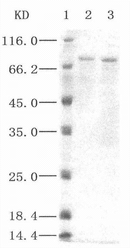 Method for preparation of sucrose-6-acetate from fructosyl transferase