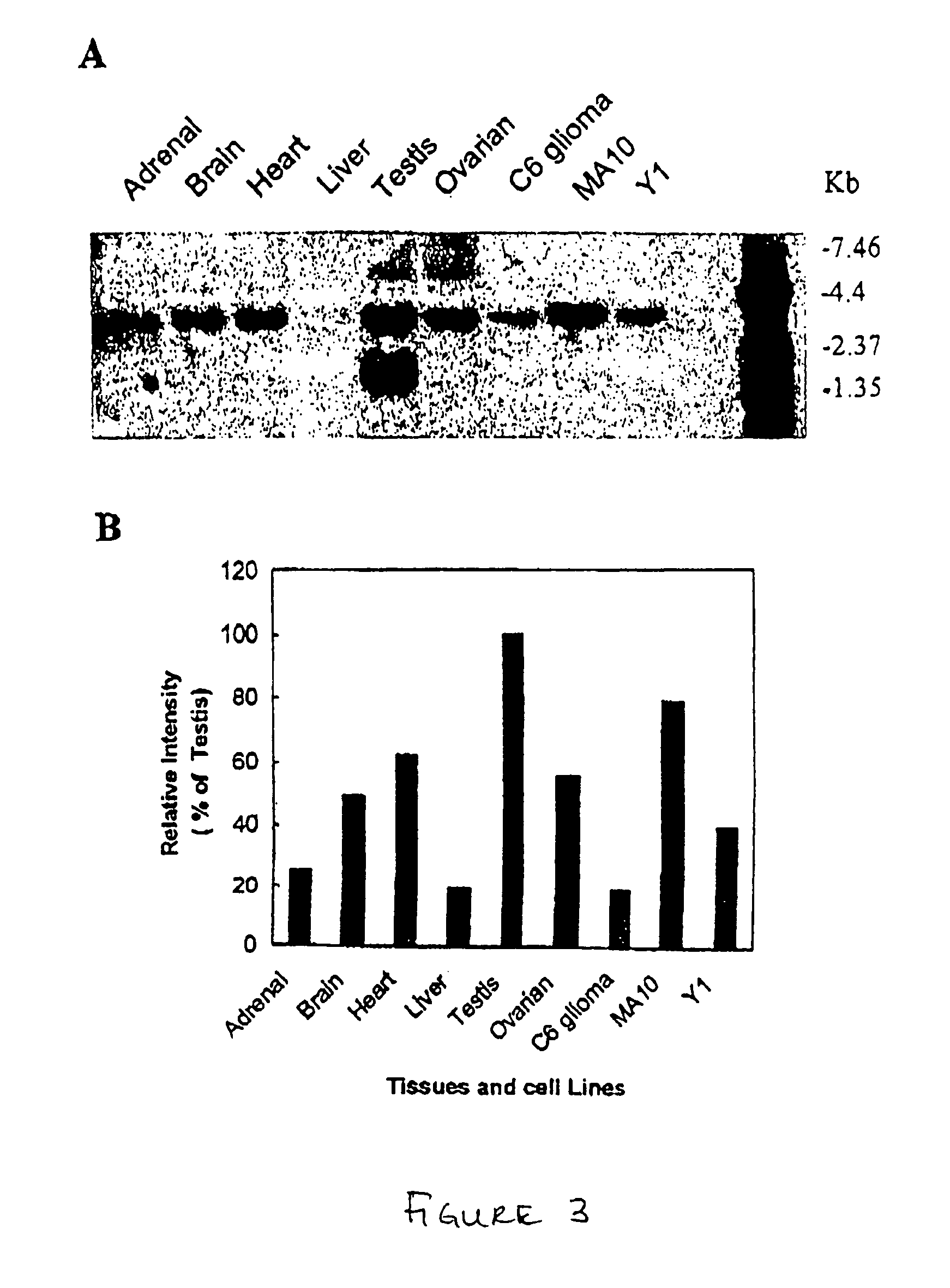 Peripheral-type benzodiazepine receptor associated proteins, cloning, expression and methods of use