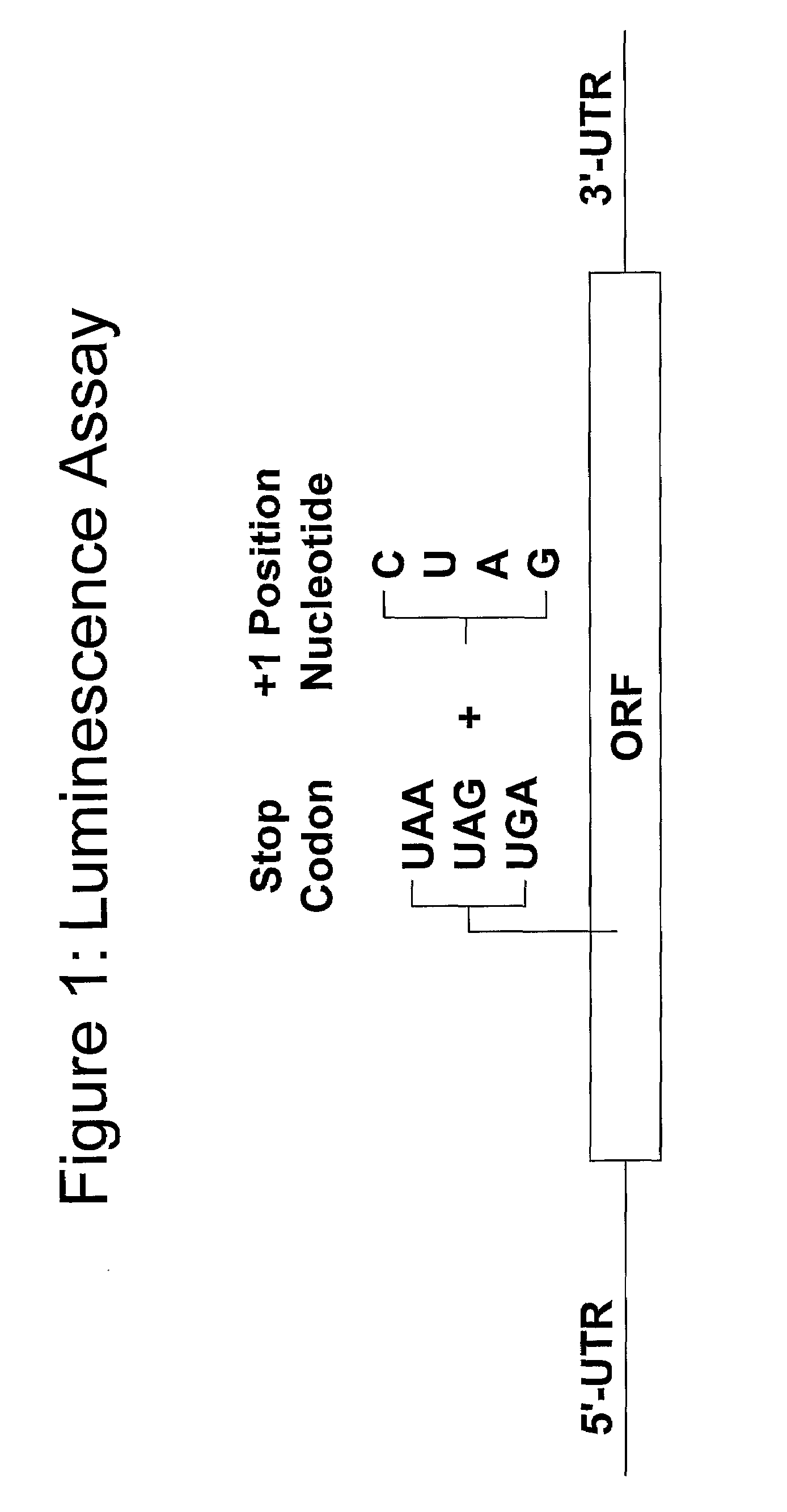 Compounds for Nonsense Suppression, and Methods for Their Use