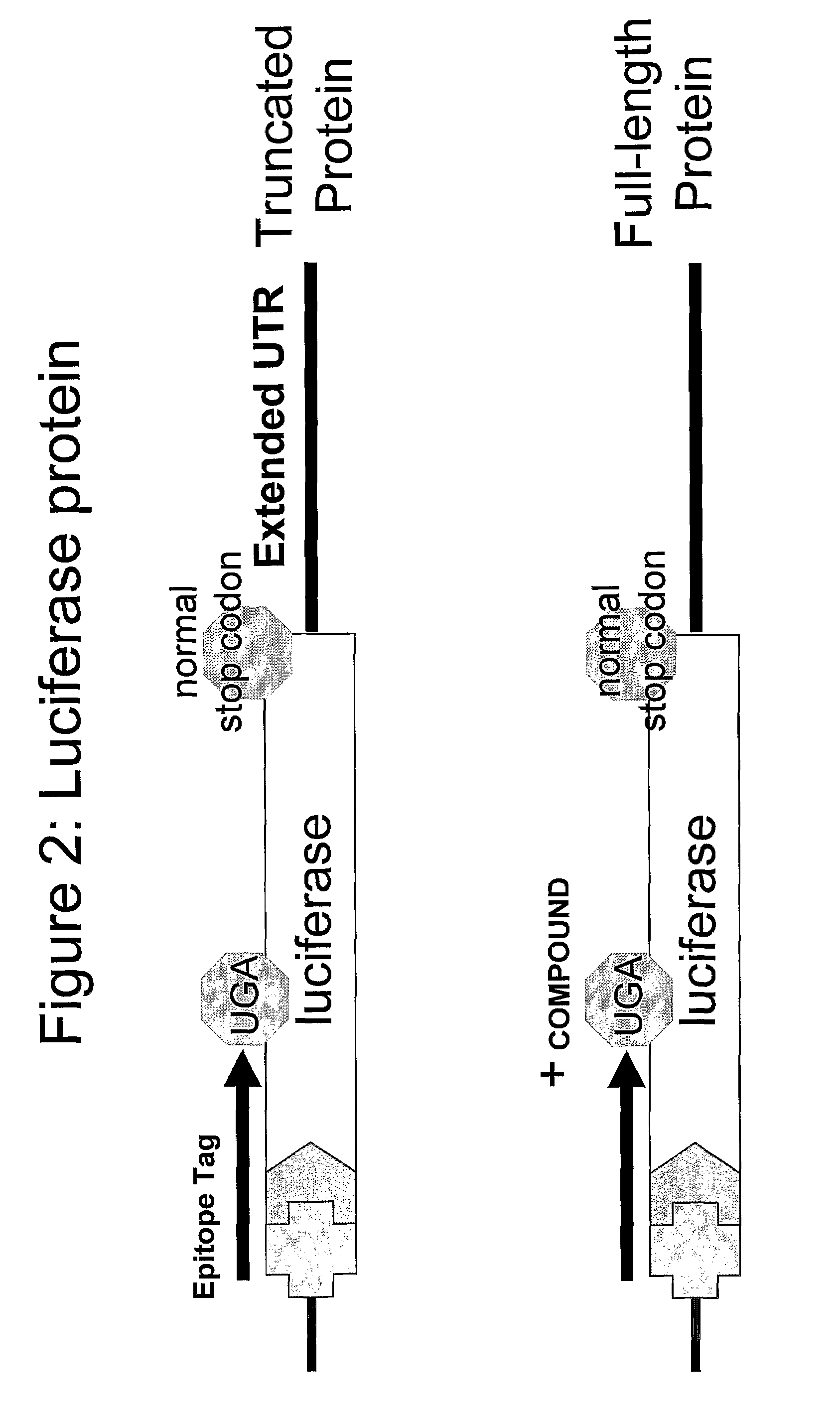 Compounds for Nonsense Suppression, and Methods for Their Use