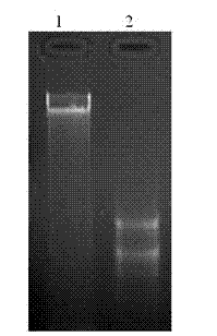Method for simultaneously extracting DNA (deoxyribonucleic acid) and RNA (ribonucleic acid) from lily tissue