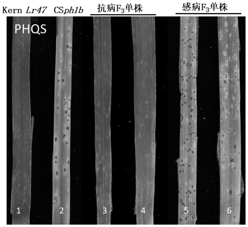 Molecular marker for detecting wheat leaf rust resistance gene Lr47, detection method and application of molecular marker