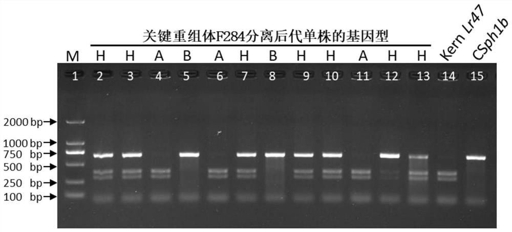 Molecular marker for detecting wheat leaf rust resistance gene Lr47, detection method and application of molecular marker