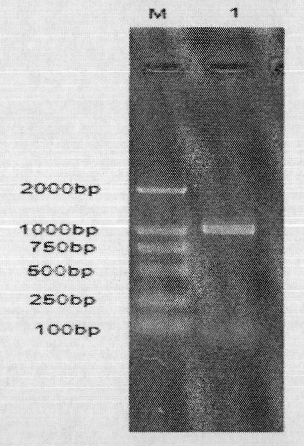 Heat-resisting beta-1, 3-1, 4-dextranase and encoding gene thereof