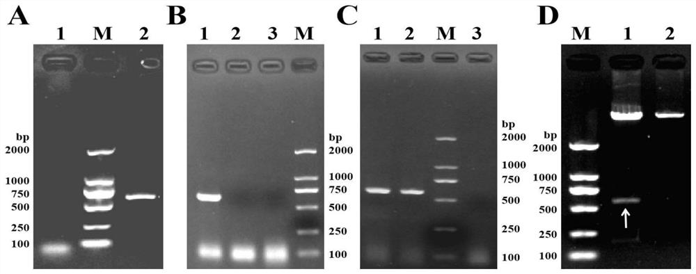 Chicken PEBP1 gene polyclonal antibody, preparation method and application thereof