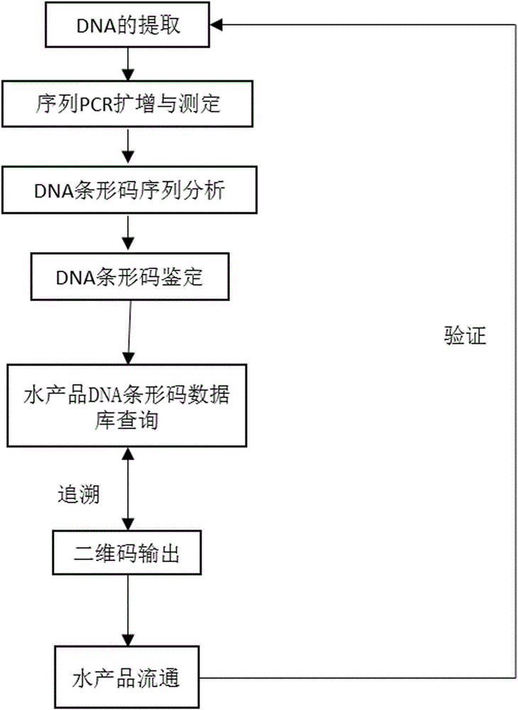 Method and system for supervising fish and quality of raw meat product of fish based on DNA (deoxyribonucleic acid) bar code technique