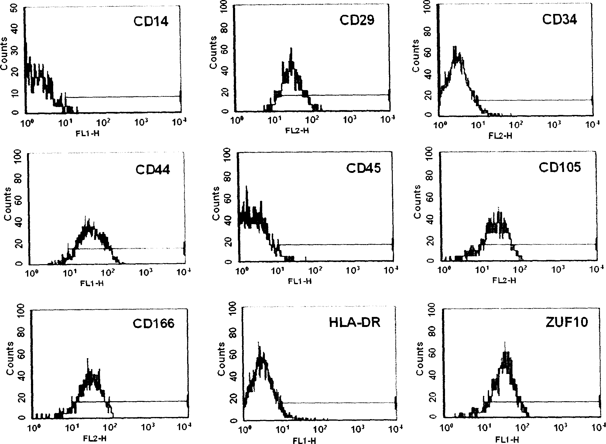 Method for sorting human marrow mesenchymal stemcell by monoclonal antibody ZUF10 immunomagnetic bead