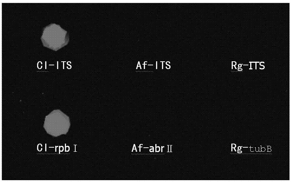 Probe, primer and gene chip for identifying cryptococcus laurentii