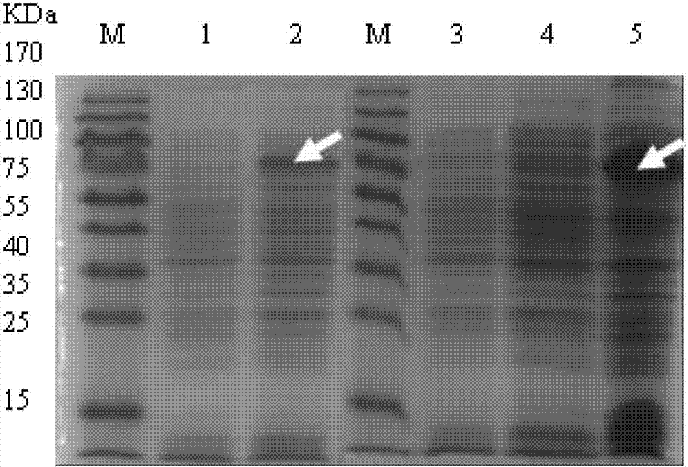 Recombinant baculoviruses which express grass carp reovirus spike protein VP56 and application