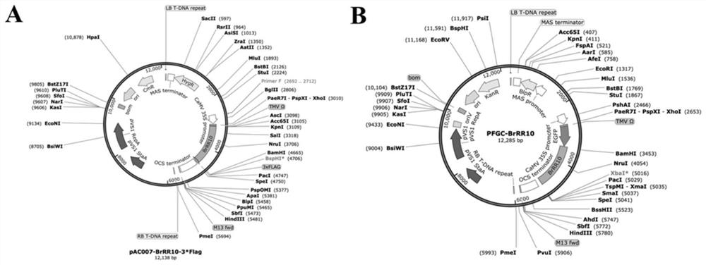 B-type response regulator gene brrr10 in Chinese cabbage and its application