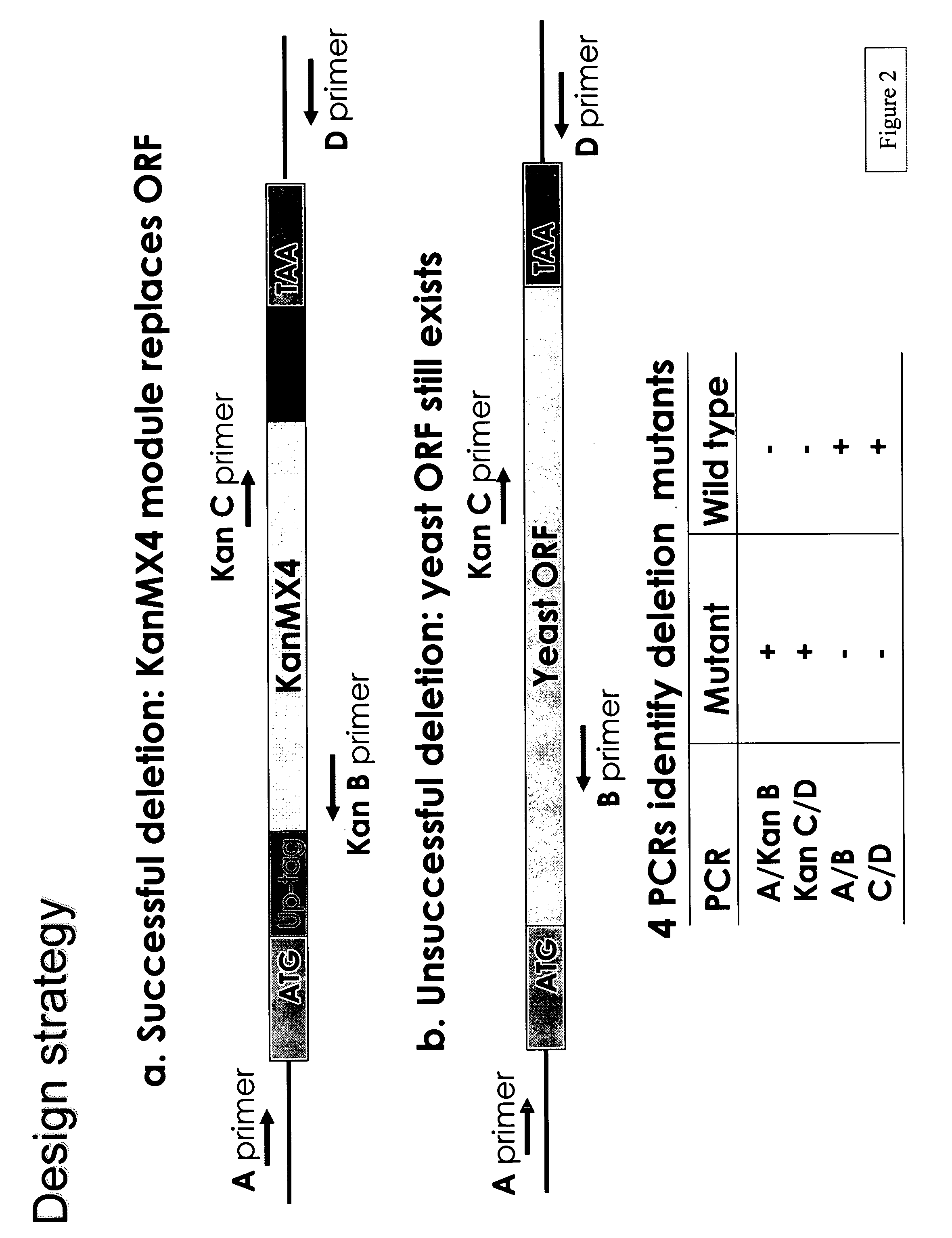 Potentiation of antifungal compounds