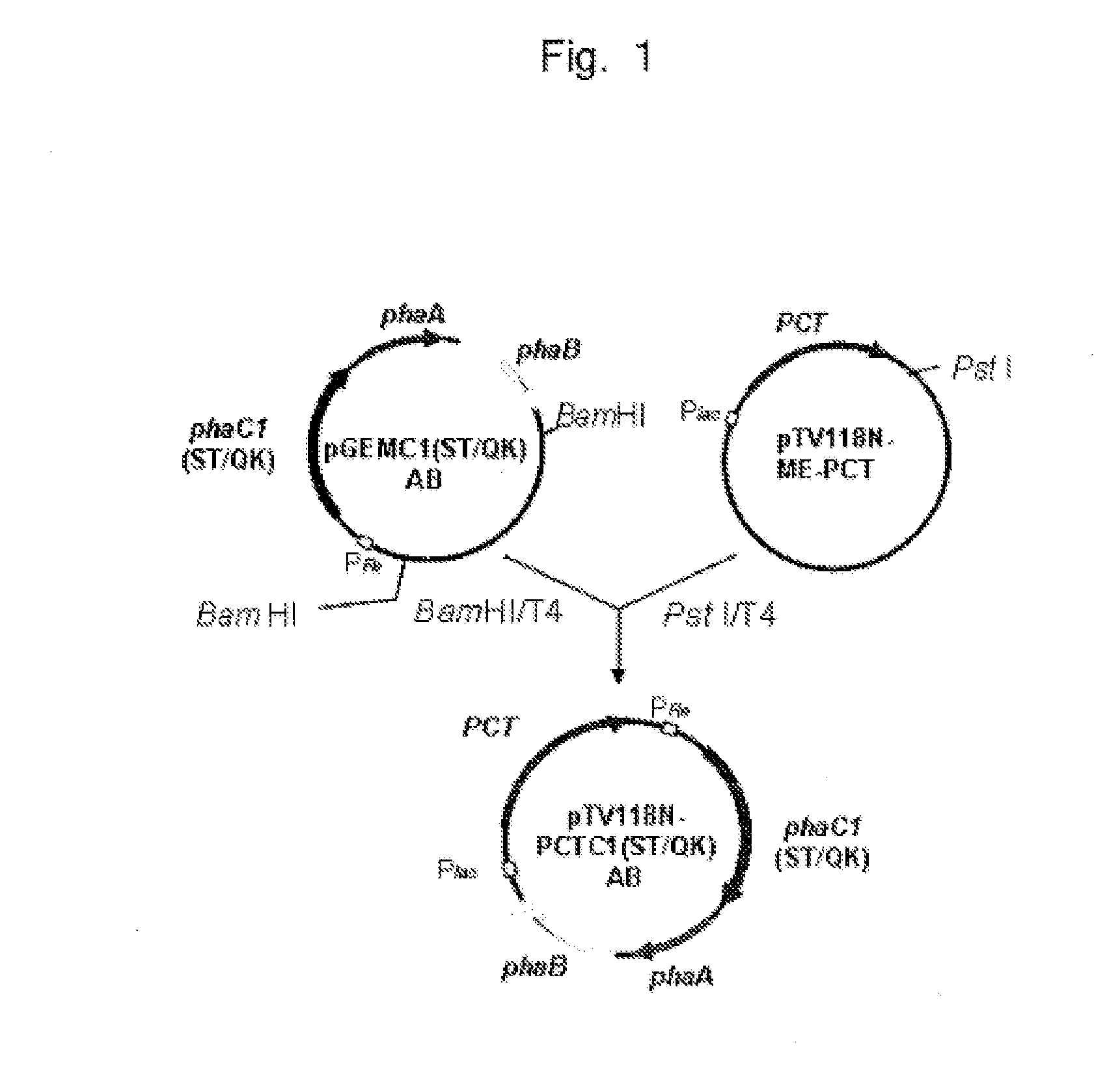 Method for production of polyester copolymer using recombinant microorganism