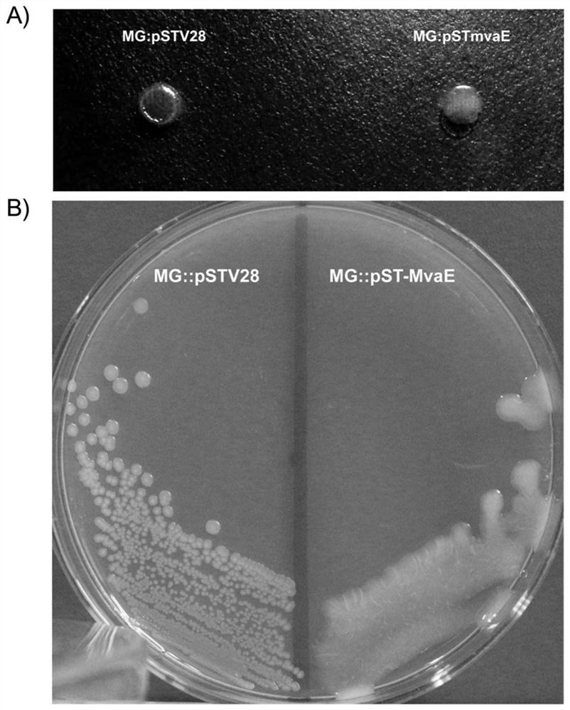 Difunctional thiolase gene MvaE, expression vector, recombinant strain and application thereof