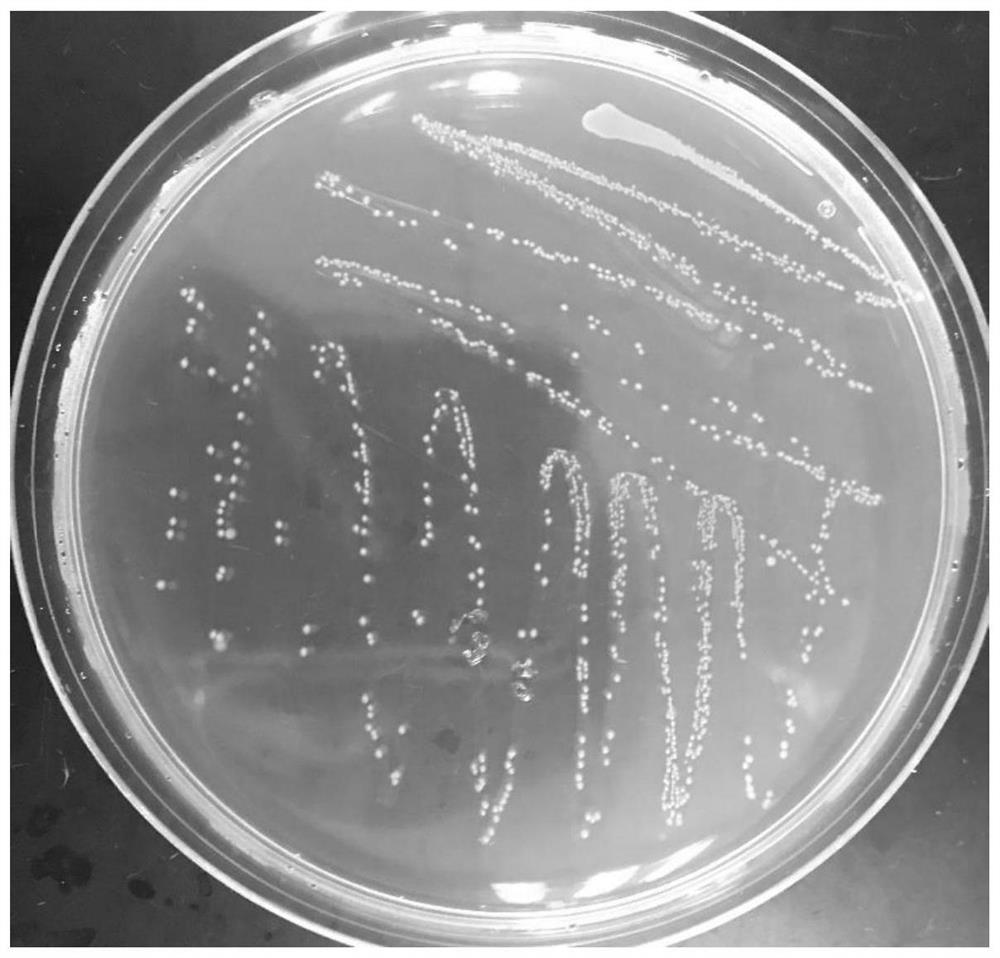 A strain of Lactobacillus gasseri and its use for relieving and treating hyperuricemia