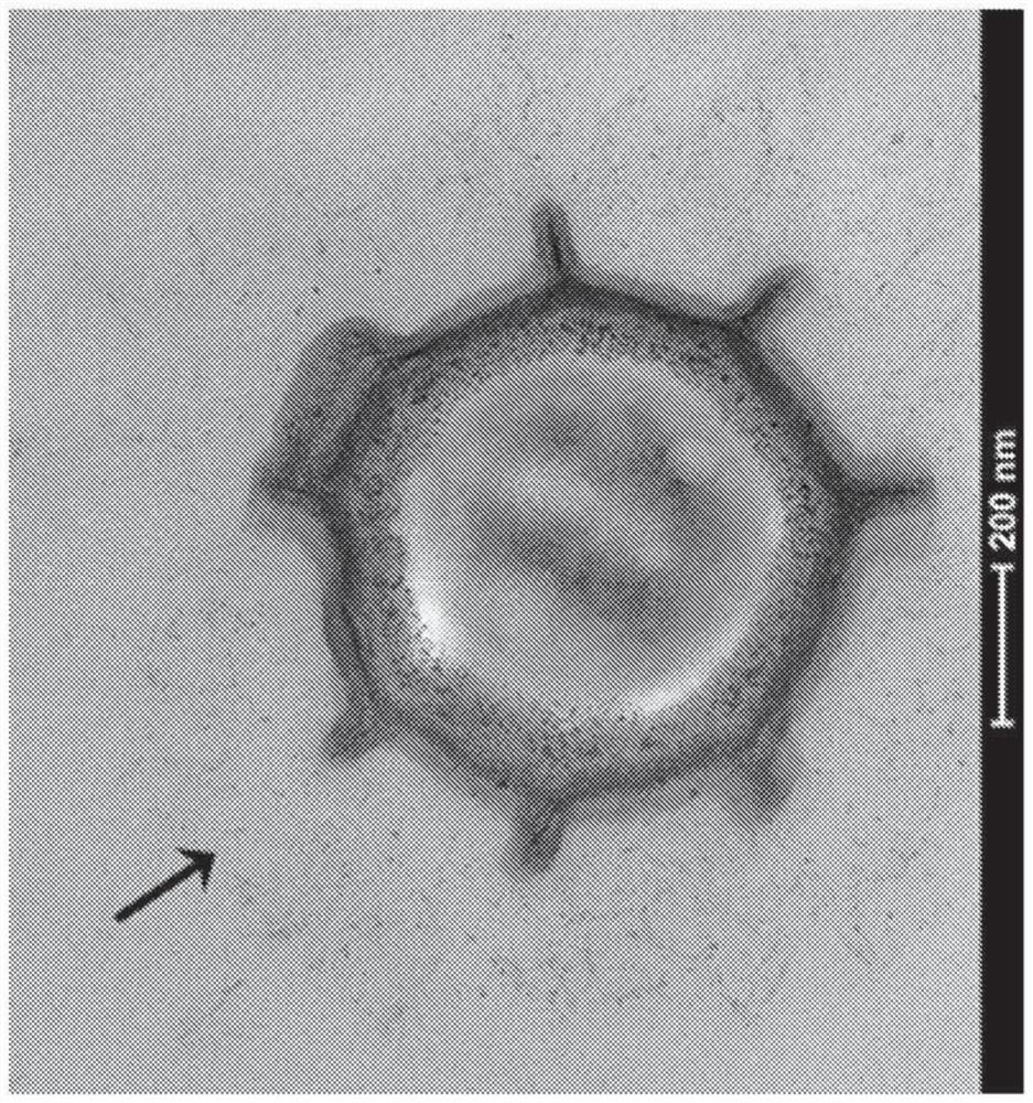 Targeting sequence for paenibacillus-based endospore display platform