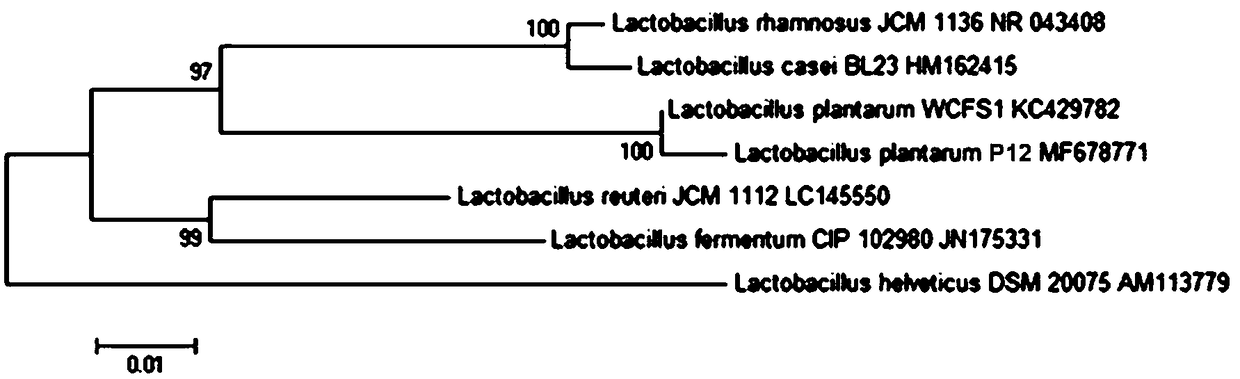 Lactobacillus plantarum P12 and application thereof
