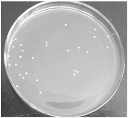 Lactobacillus plantarum P12 and application thereof