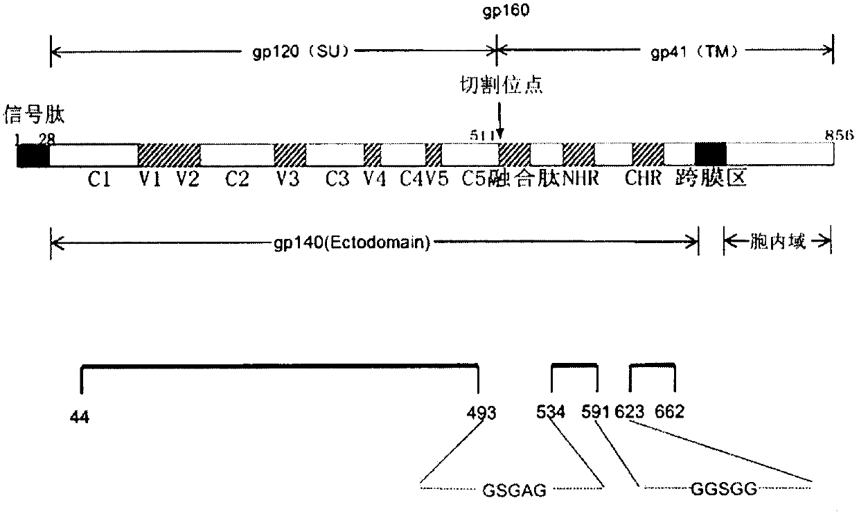 Potential preparation method for highly-efficient recombinant HIV-1 CRF07-BC gp140 immunogen