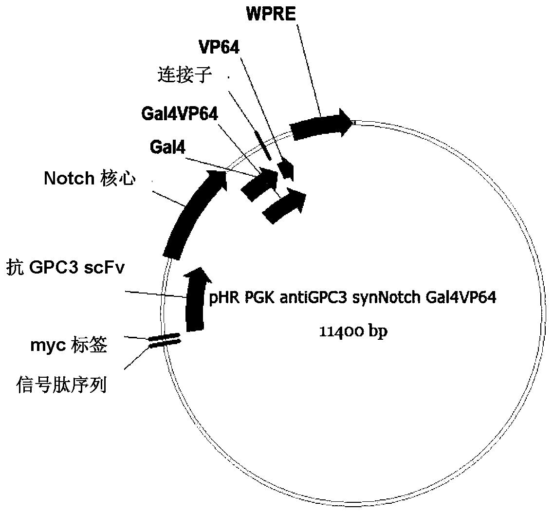 Plasmid carrier pair and immune cells modified by same, and application thereof