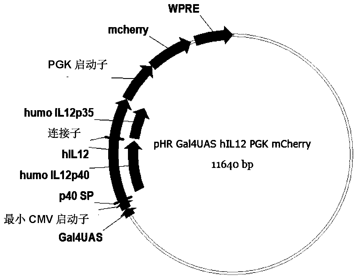 Plasmid carrier pair and immune cells modified by same, and application thereof