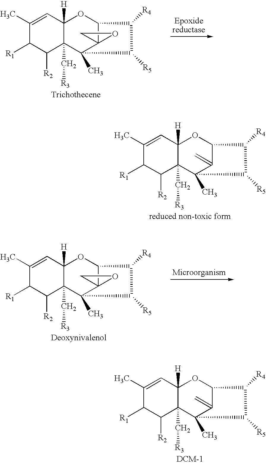 Strain of Eubacterium that detoxyfies trichothenes