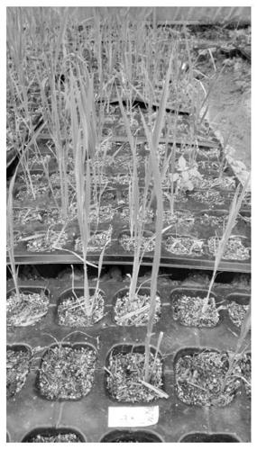 A method for preparing machine-transplanted rice seedling-raising substrate by using fermented rice straw as raw material