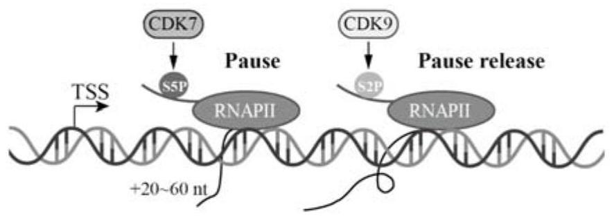 Application of CDK7 inhibitor THZ1 in nasopharynx cancer radiotherapy resistance treatment