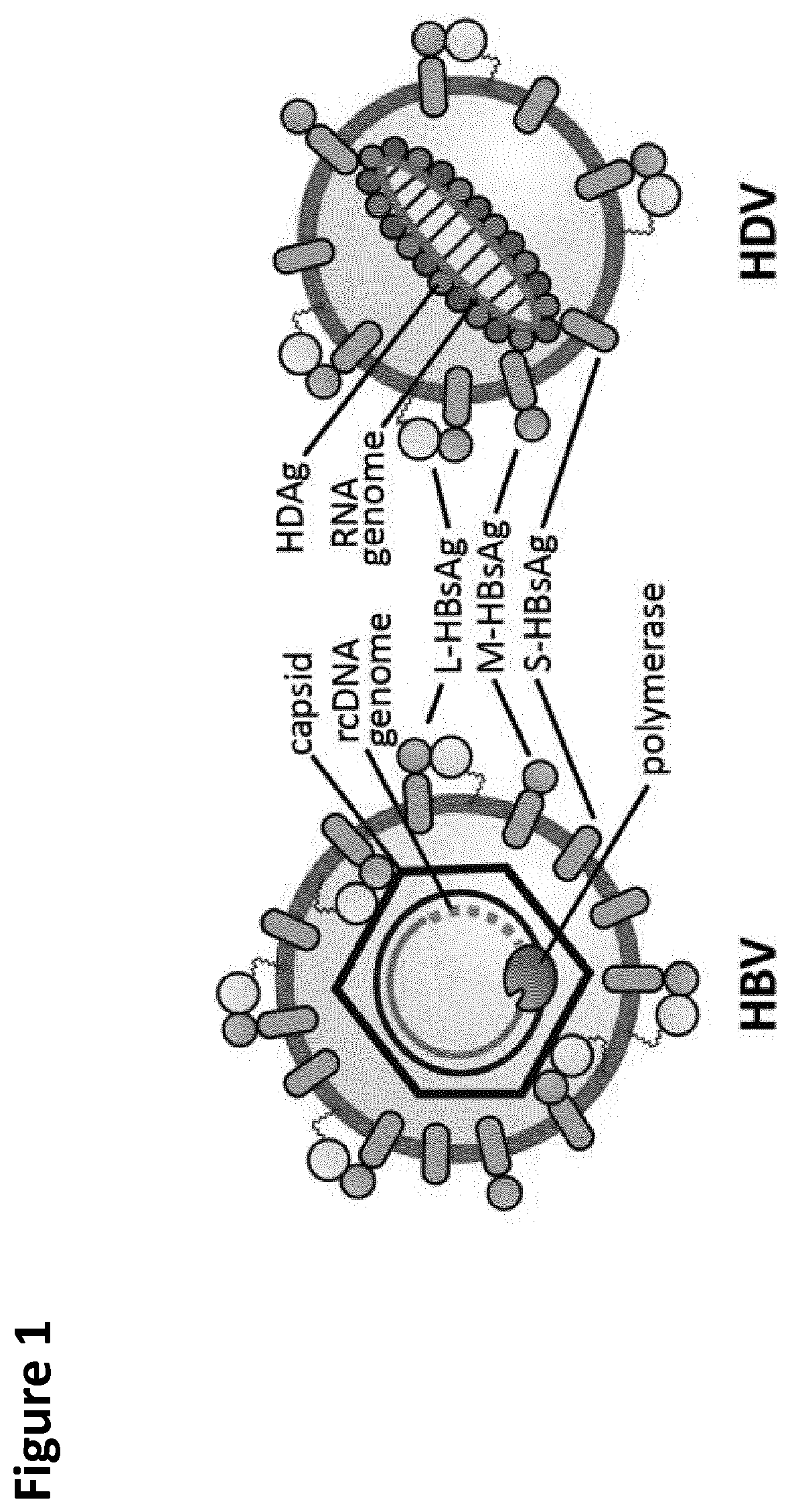 Method and means for the rapid detection of hdv infections