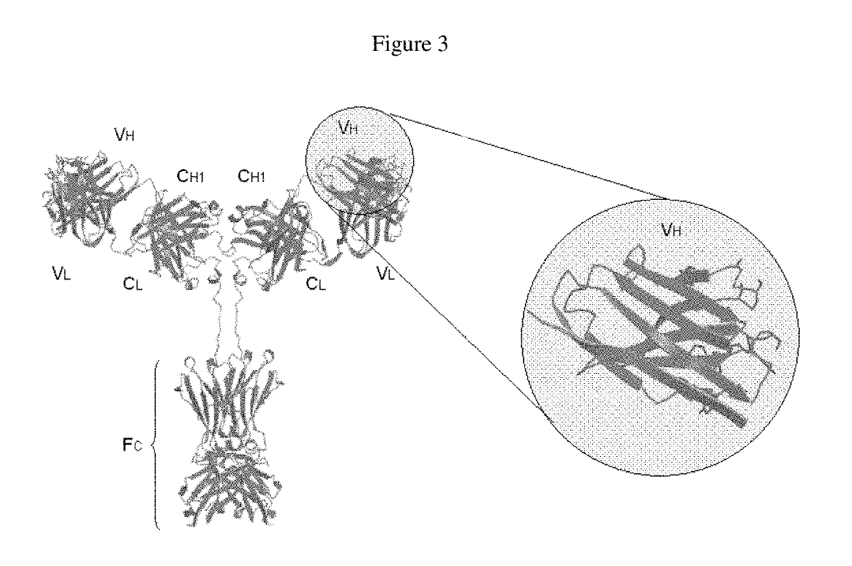 Anti-HIV domain antibodies and method of making and using same