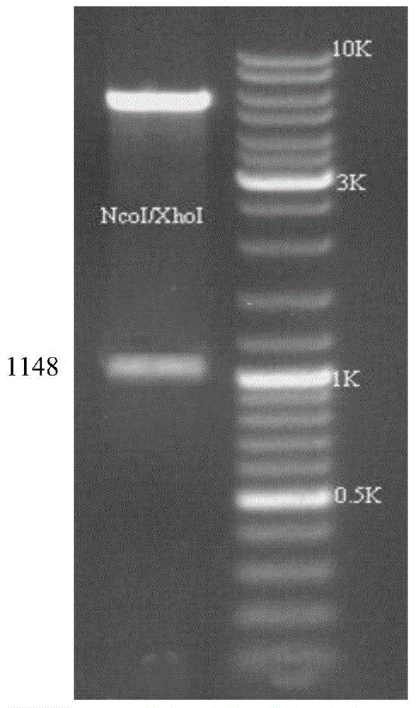 A kind of epitope vaccine against a/b subgroup avian leukosis virus infection and its preparation method and application