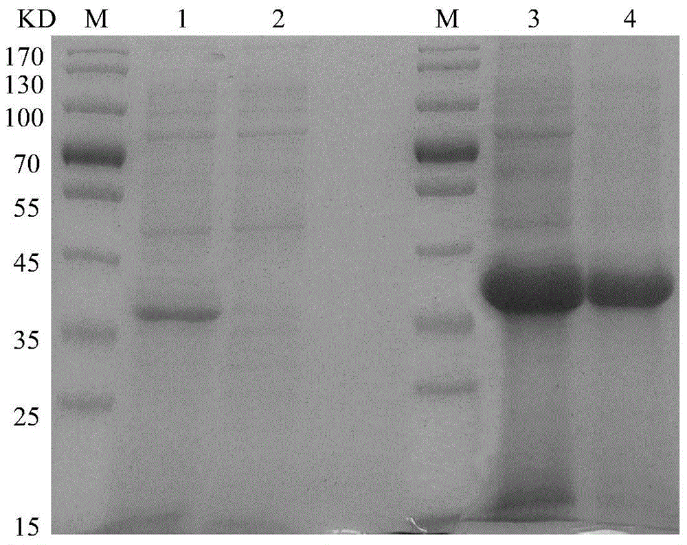 A kind of epitope vaccine against a/b subgroup avian leukosis virus infection and its preparation method and application