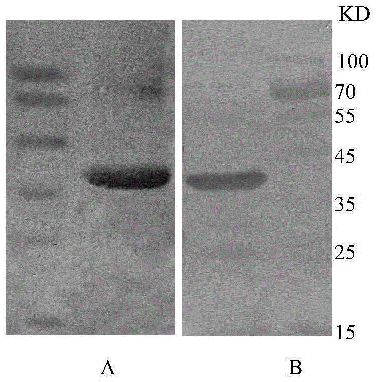 A kind of epitope vaccine against a/b subgroup avian leukosis virus infection and its preparation method and application